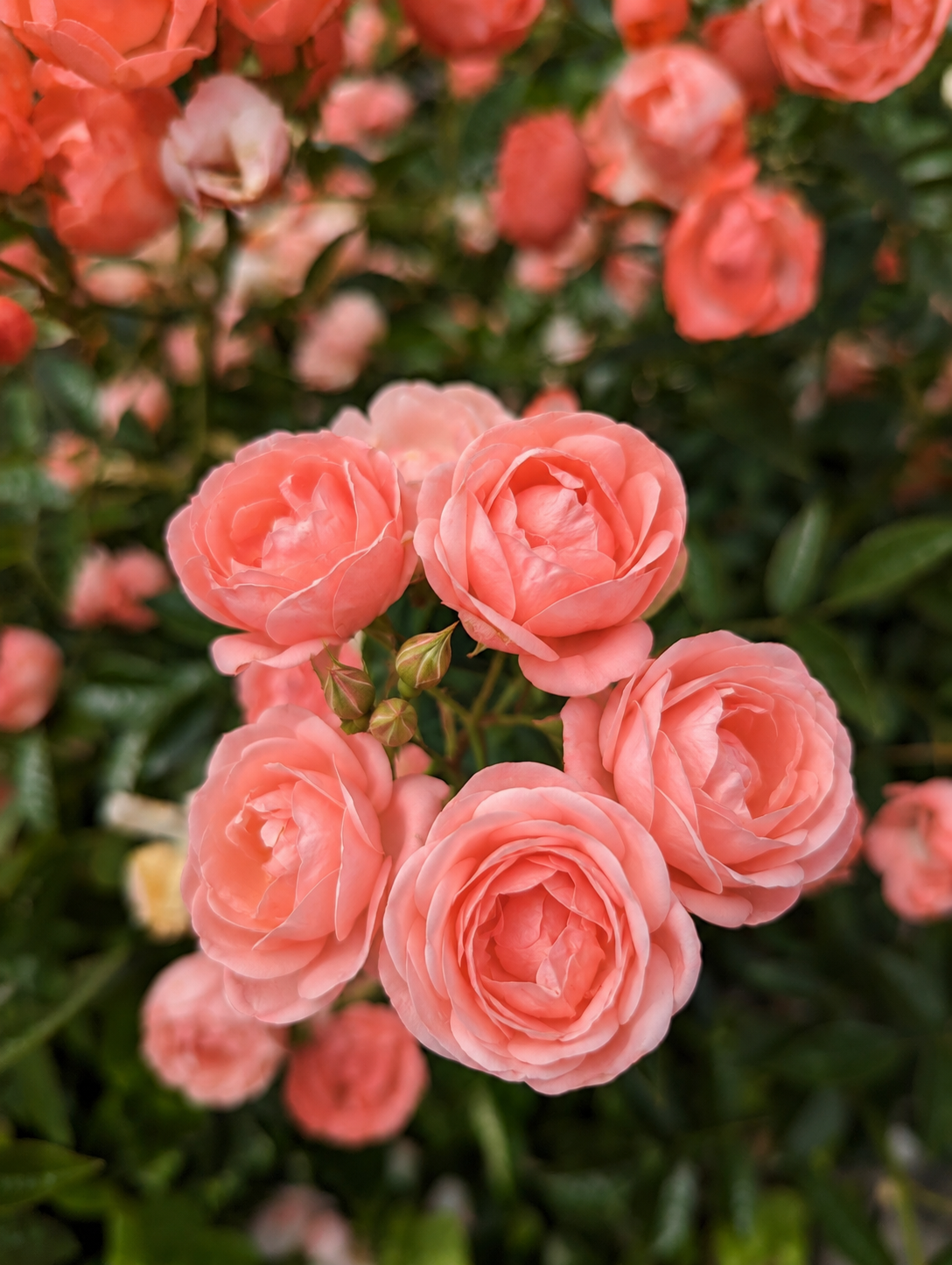 Orange bouquet